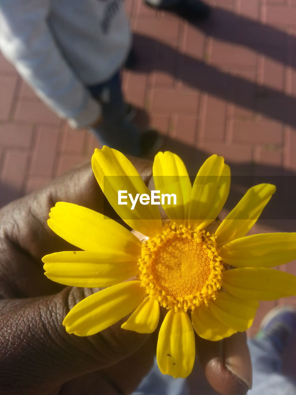 Close-up of daisy flower