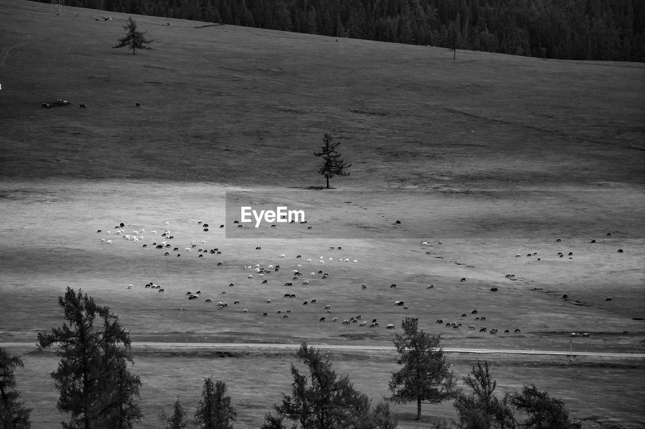 Land Tree Plant Environment Landscape Scenics - Nature Tranquility Beauty In Nature Tranquil Scene Nature Non-urban Scene Day High Angle View No People Mountain Field Growth Outdoors Herds Sheep Travel On The Road The Great Outdoors - 2019 EyeEm Awards The Traveler - 2019 EyeEm Awards