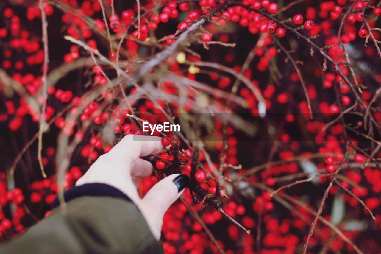 Cropped hand of woman picking red fruits from tree