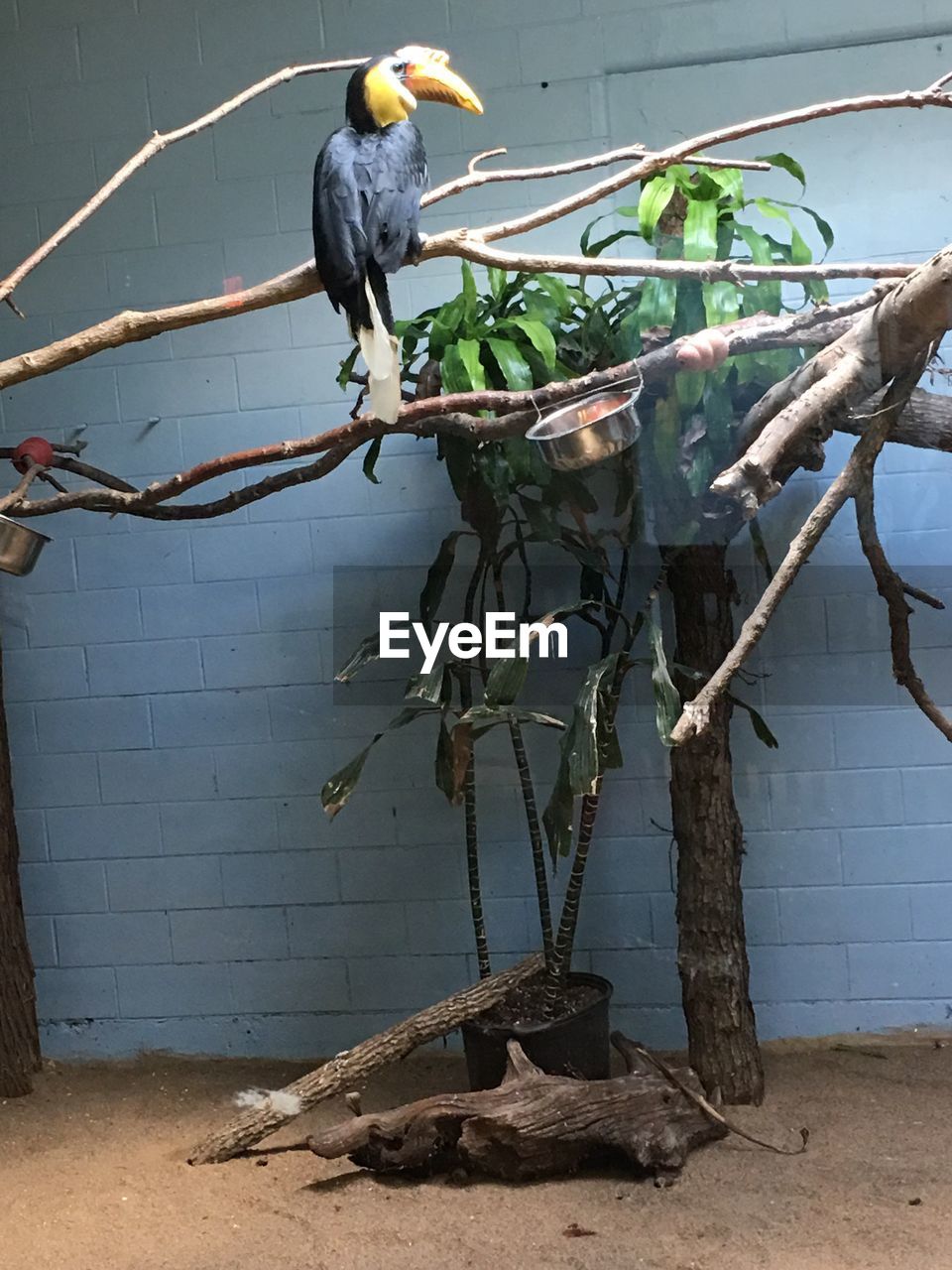 BIRDS PERCHING ON BRANCH