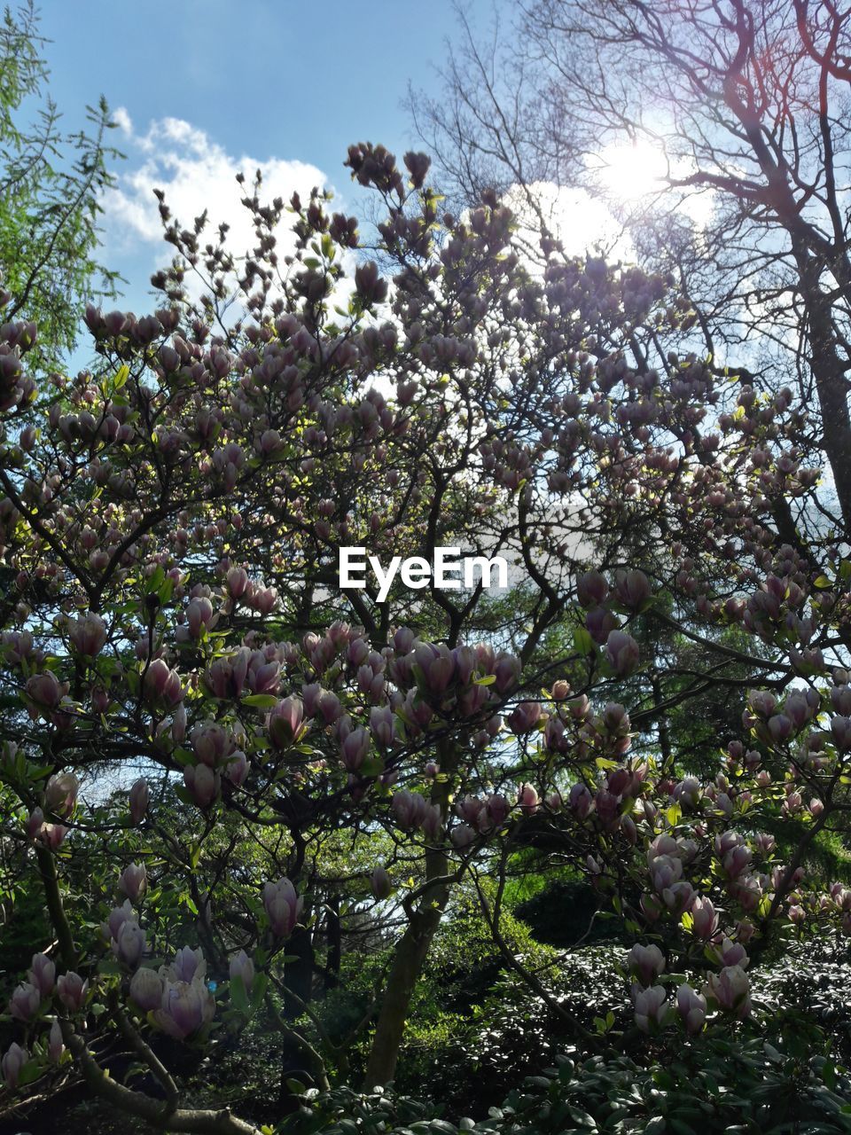 LOW ANGLE VIEW OF BLOOMING TREE AGAINST SKY