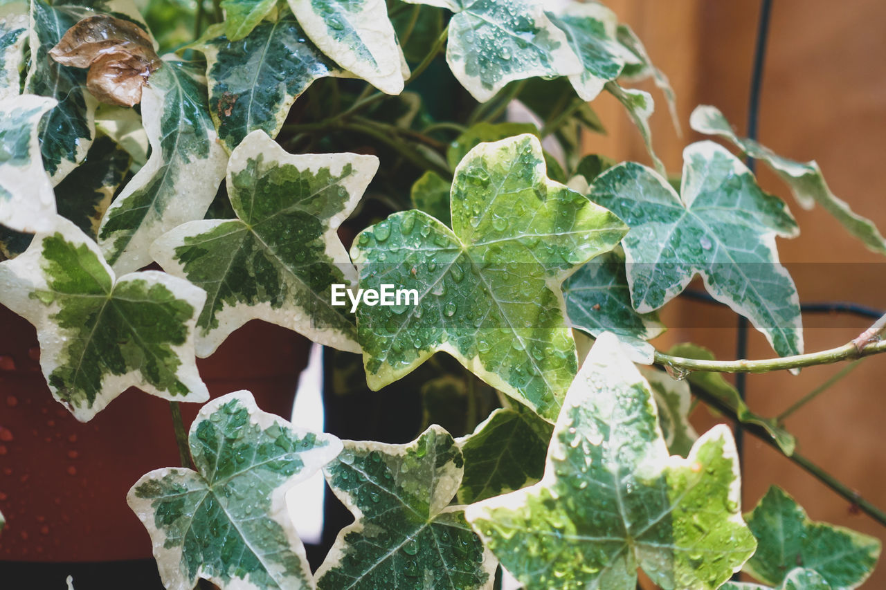 CLOSE-UP OF POTTED PLANT LEAVES