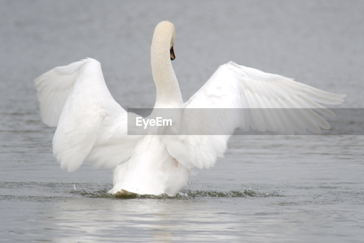 bird, animal themes, animal, animal wildlife, wildlife, swan, white, water, ducks, geese and swans, one animal, water bird, wing, flying, spread wings, beak, animal body part, nature, animal wing, lake, no people, beauty in nature, mute swan, day, feather, goose, outdoors, full length