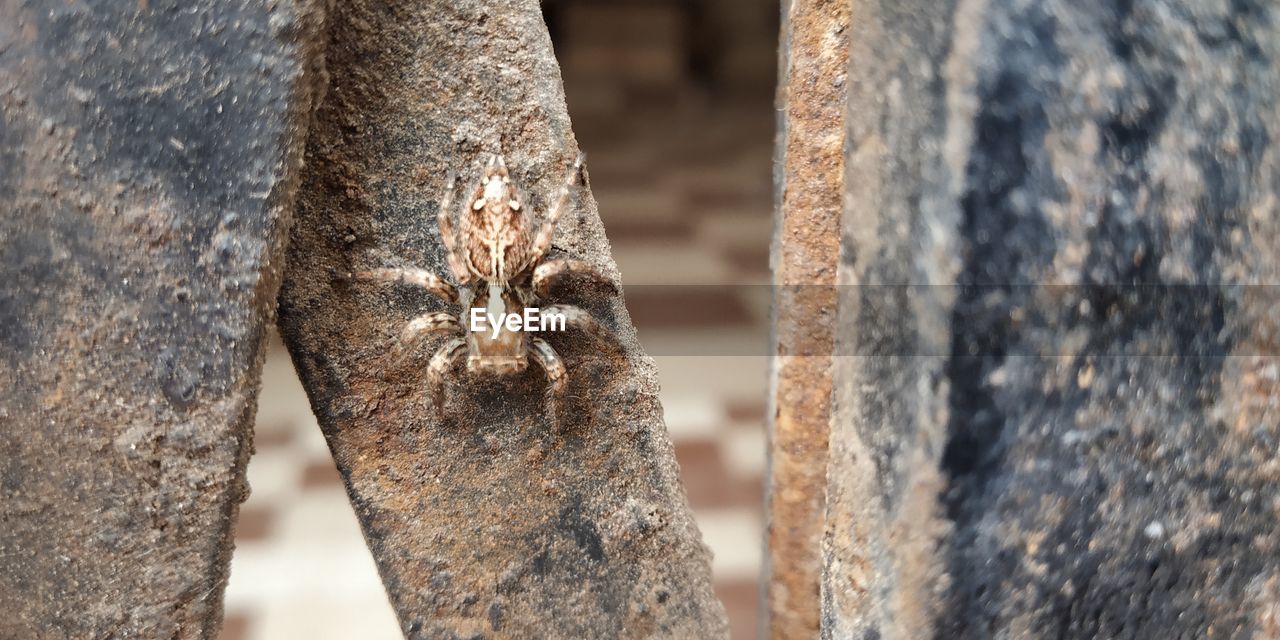 CLOSE-UP OF A TREE TRUNK