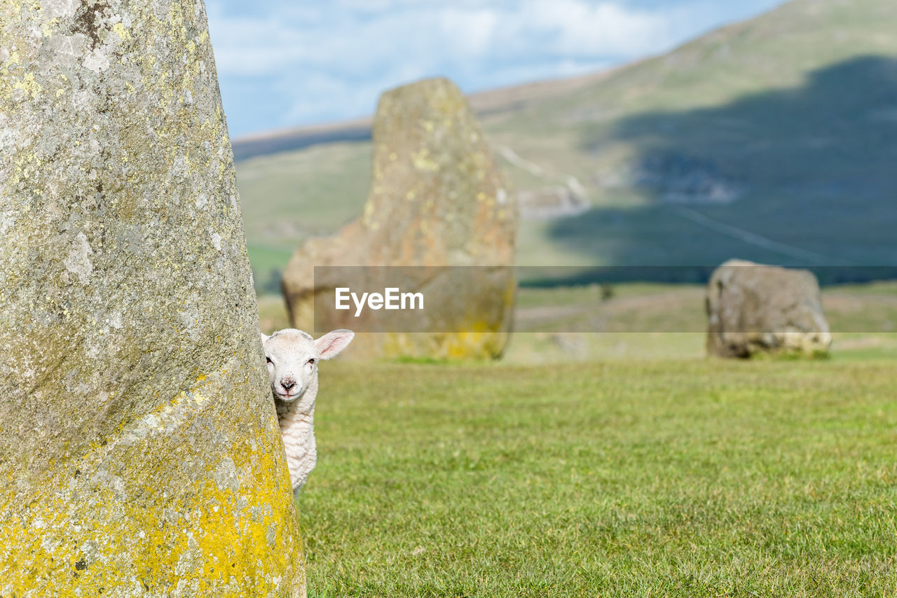 A lamb looks around the corner of a stone at the castlerigg stone circle in keswick, united kingdom.