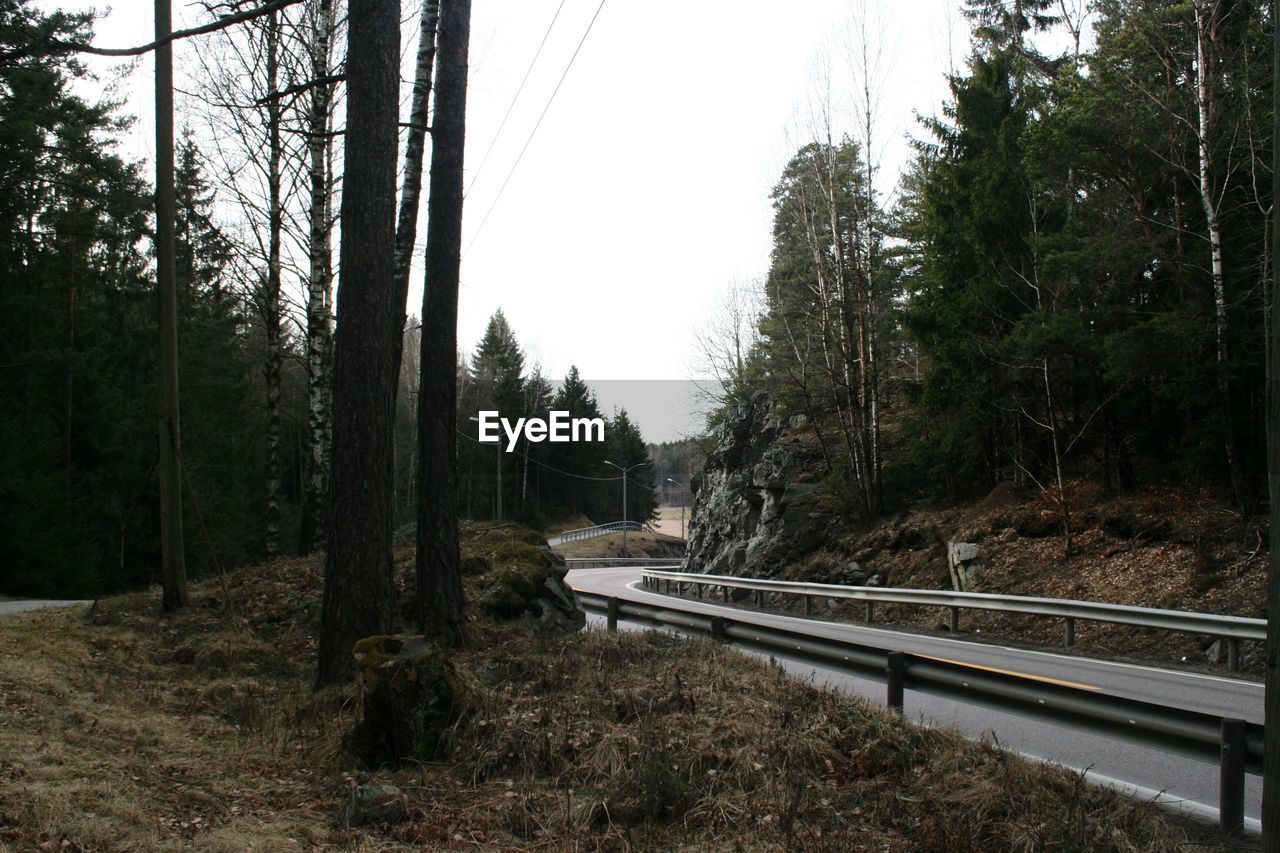 Trees in forest against sky