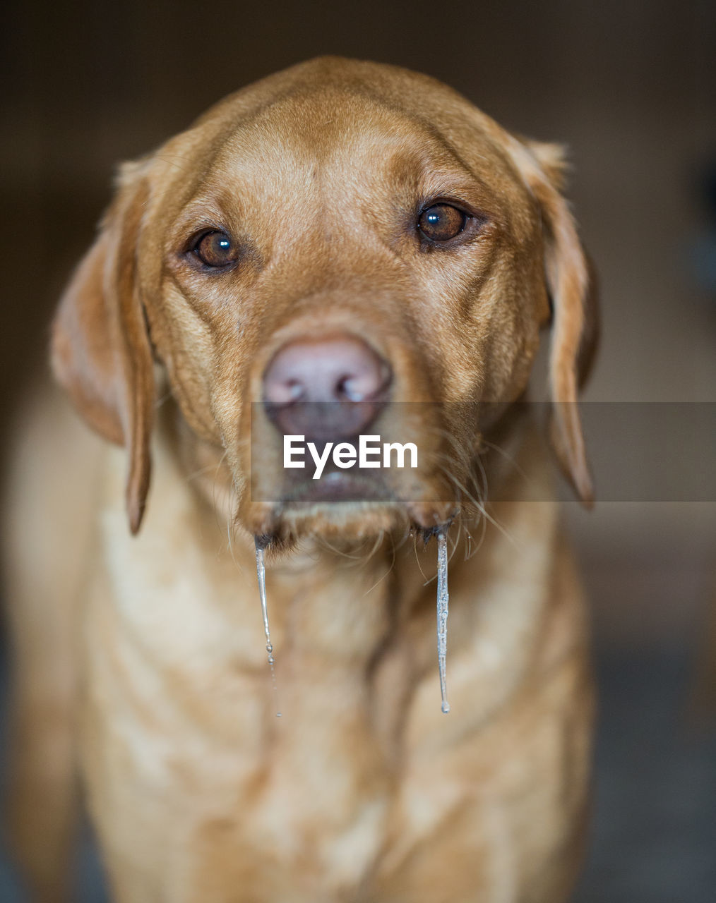 A drooling  or salivating and hungry pet labrador retriever dog portrait