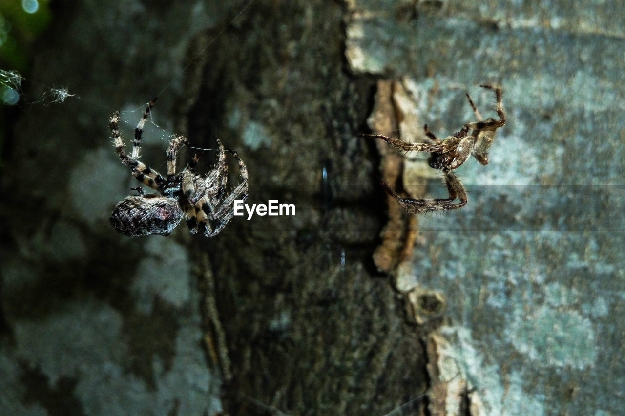 Close-up of spiders on web