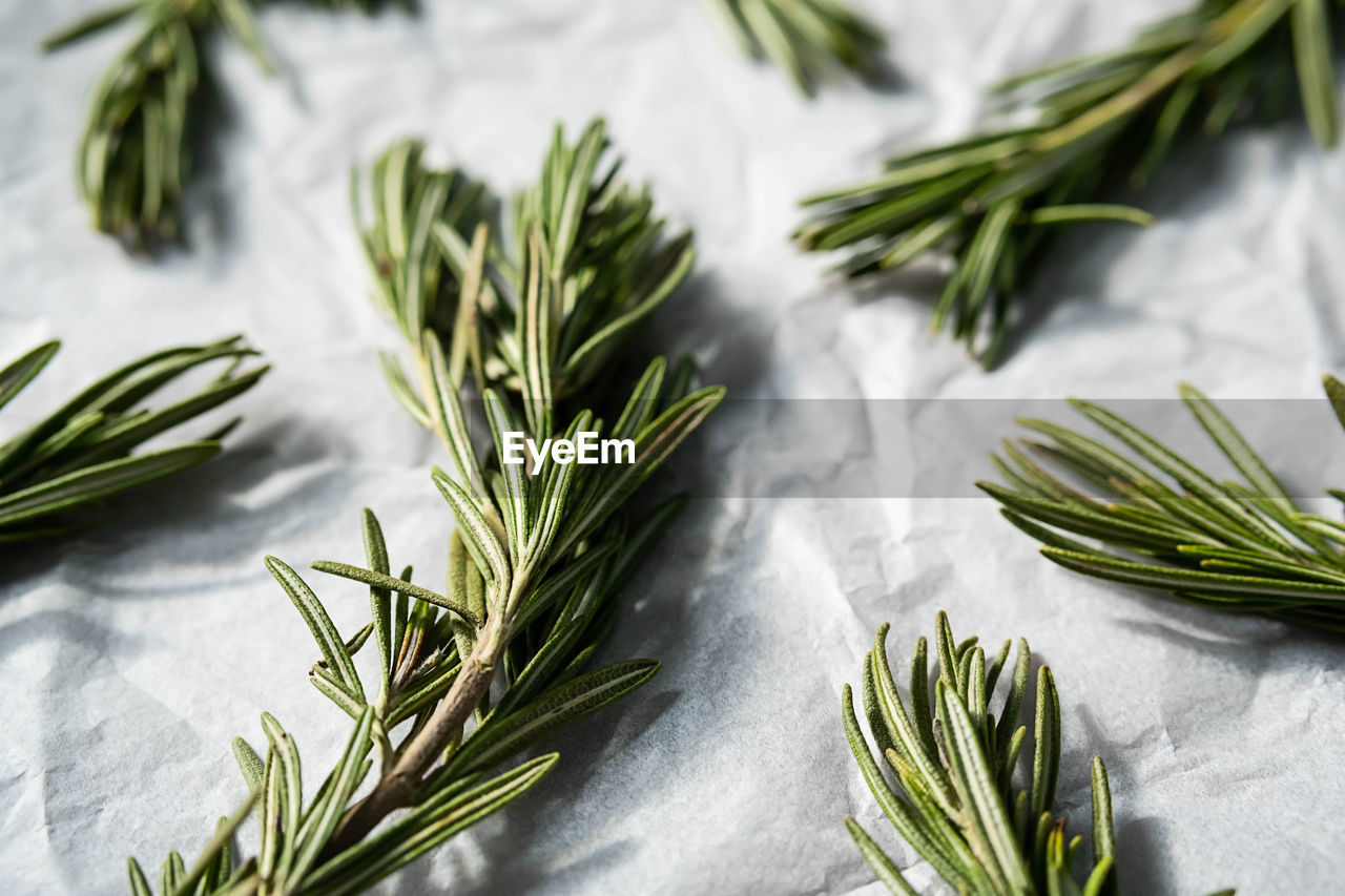 rosemary, food, food and drink, herb, plant, green, grass, freshness, flower, wellbeing, no people, branch, healthy eating, vegetable, leaf, indoors, fines herbes, plant part, nature, studio shot, ingredient, dill, produce, spice, tree, still life, close-up, raw food, organic