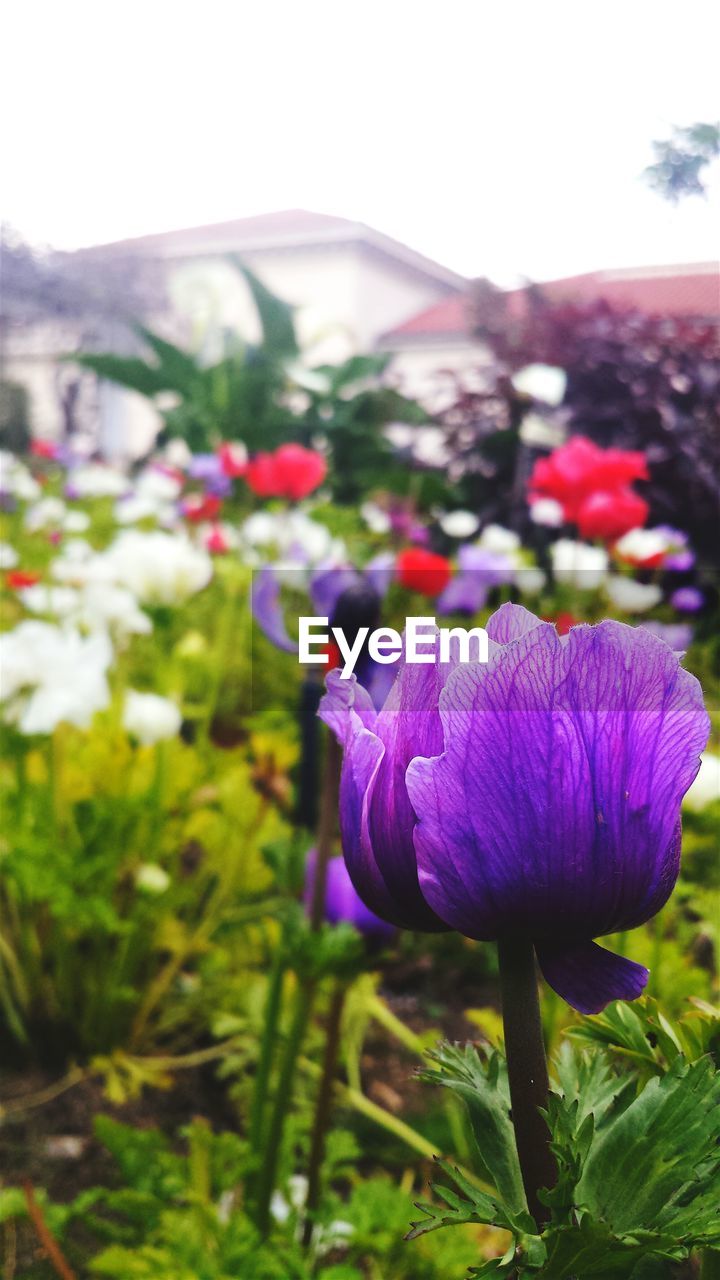 CLOSE-UP OF PURPLE FLOWERS BLOOMING ON FIELD