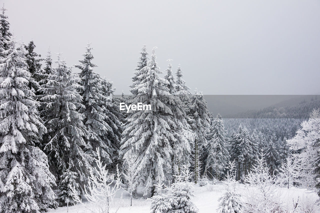 SNOW COVERED PINE TREES AGAINST CLEAR SKY