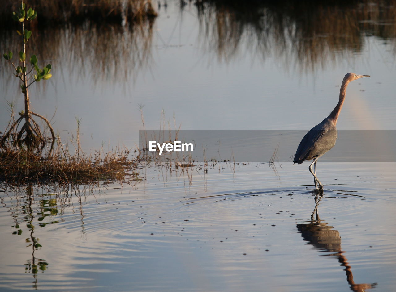 View of gray heron in lake