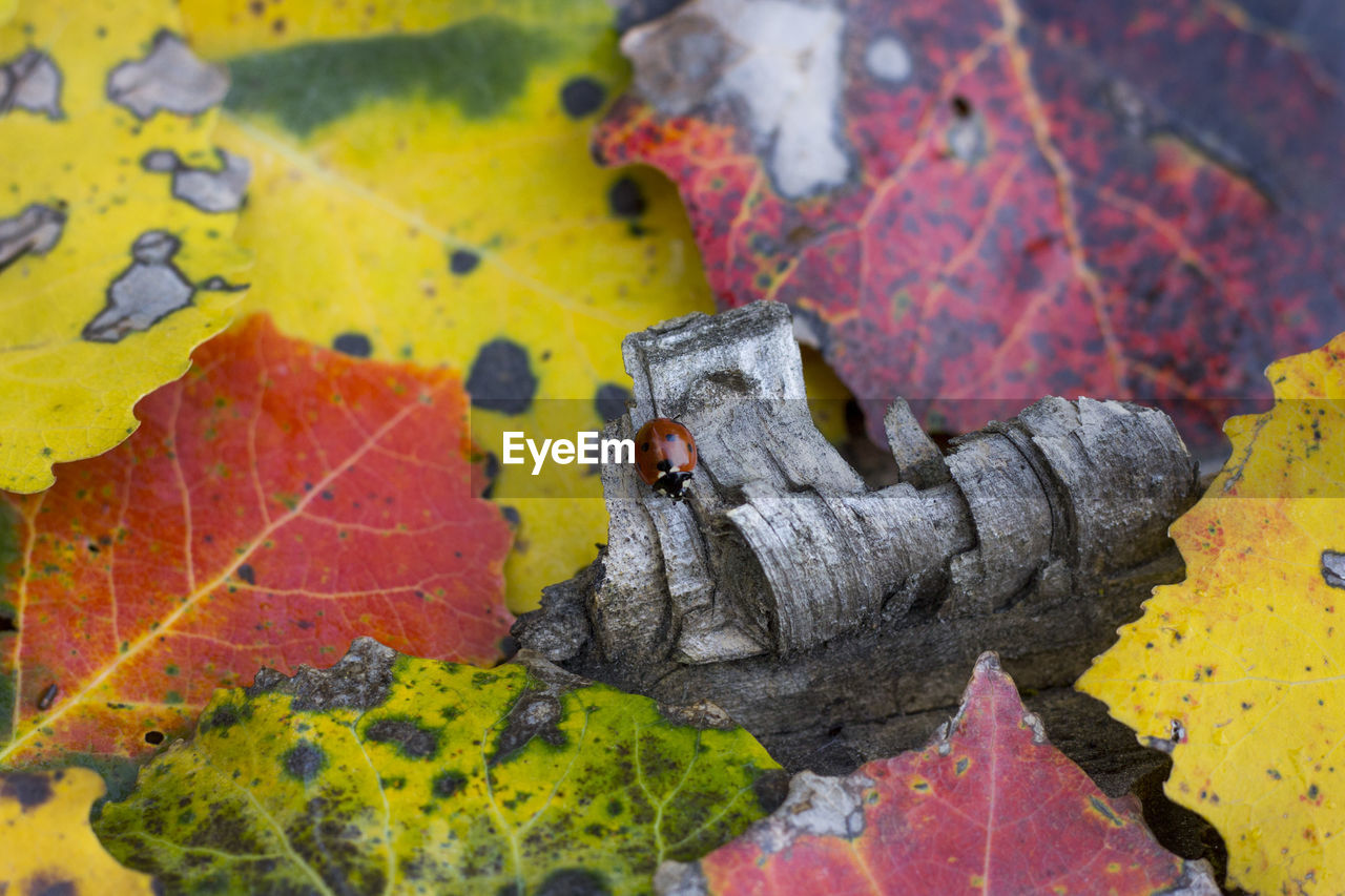 Close-up of autumn leaves and ladybug