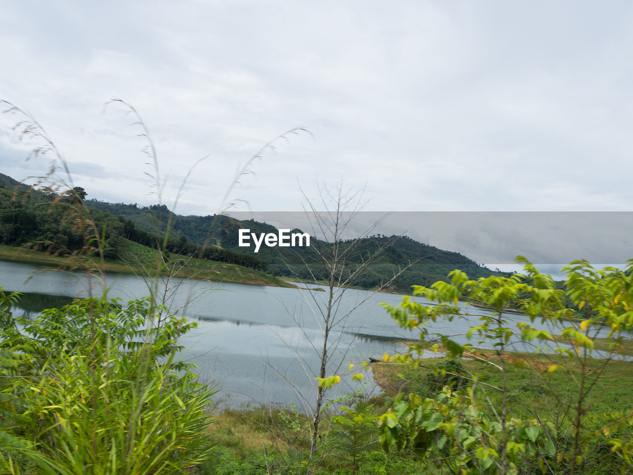 PLANTS GROWING BY LAKE AGAINST SKY