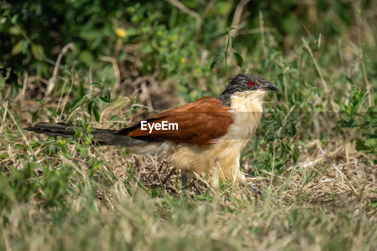 close-up of bird perching on grassy field