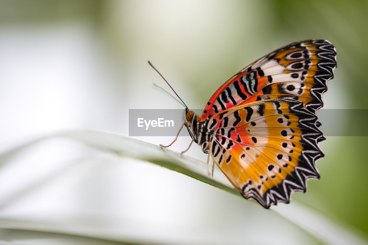 CLOSE-UP OF BUTTERFLY ON FLOWER