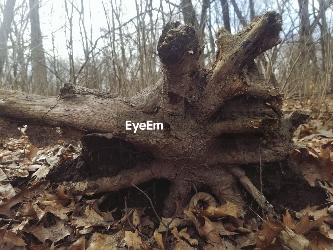 FALLEN TREE TRUNK