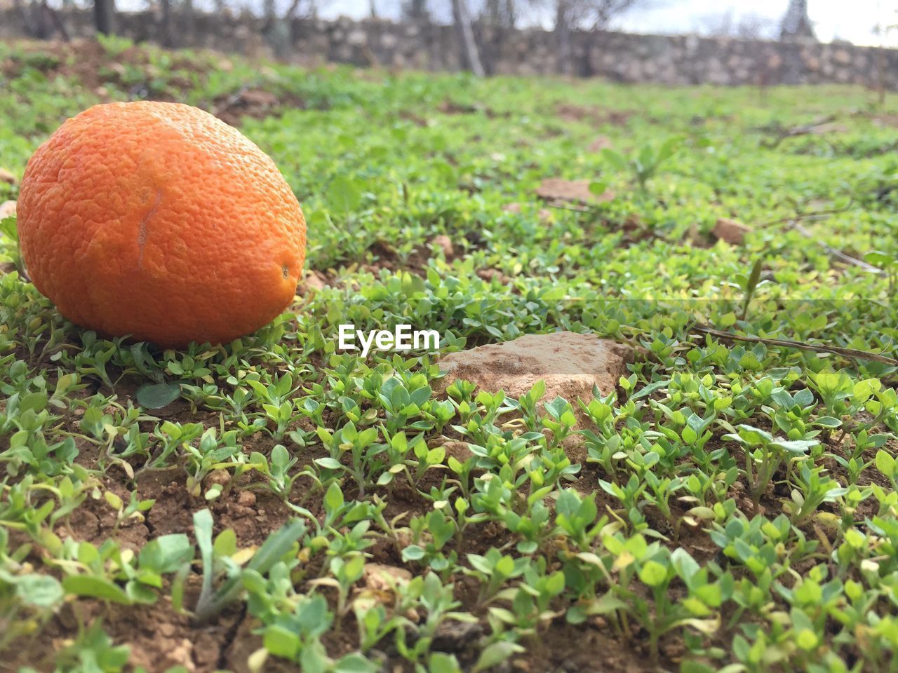 CLOSE-UP OF FRUIT ON GRASS