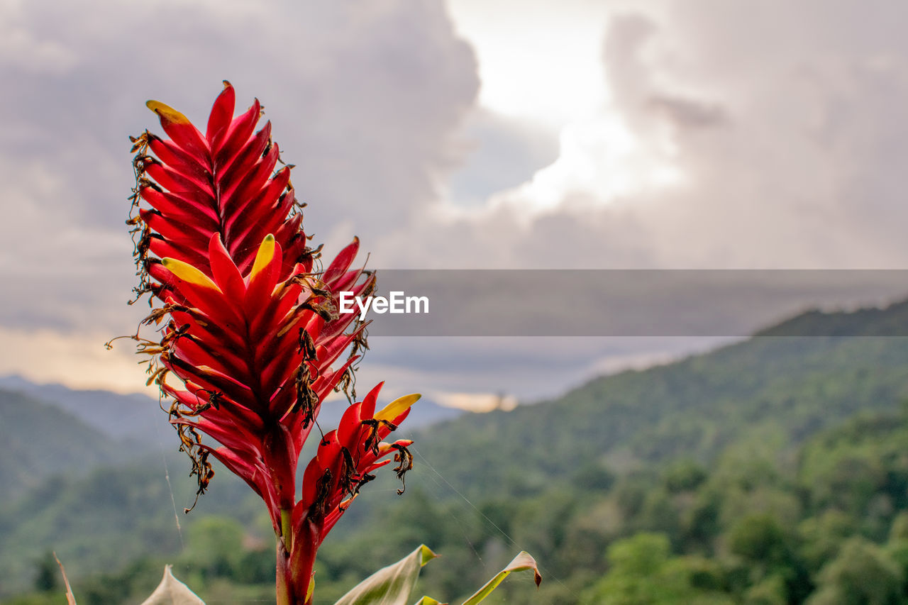 nature, plant, beauty in nature, mountain, sky, flower, leaf, environment, cloud, red, landscape, scenics - nature, land, tree, no people, focus on foreground, plant part, outdoors, mountain range, flowering plant, tranquility, growth, autumn, grass, multi colored, sunset, sunlight, close-up, rural scene, travel, freshness, tranquil scene, forest, travel destinations, day, non-urban scene, macro photography, vibrant color