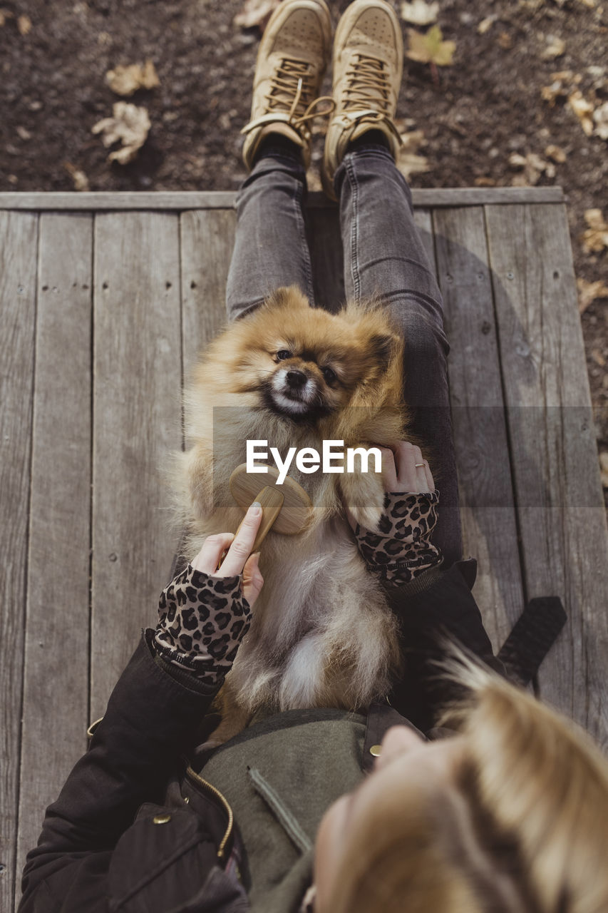 Directly above view of woman brushing pomeranian lying on lap at park