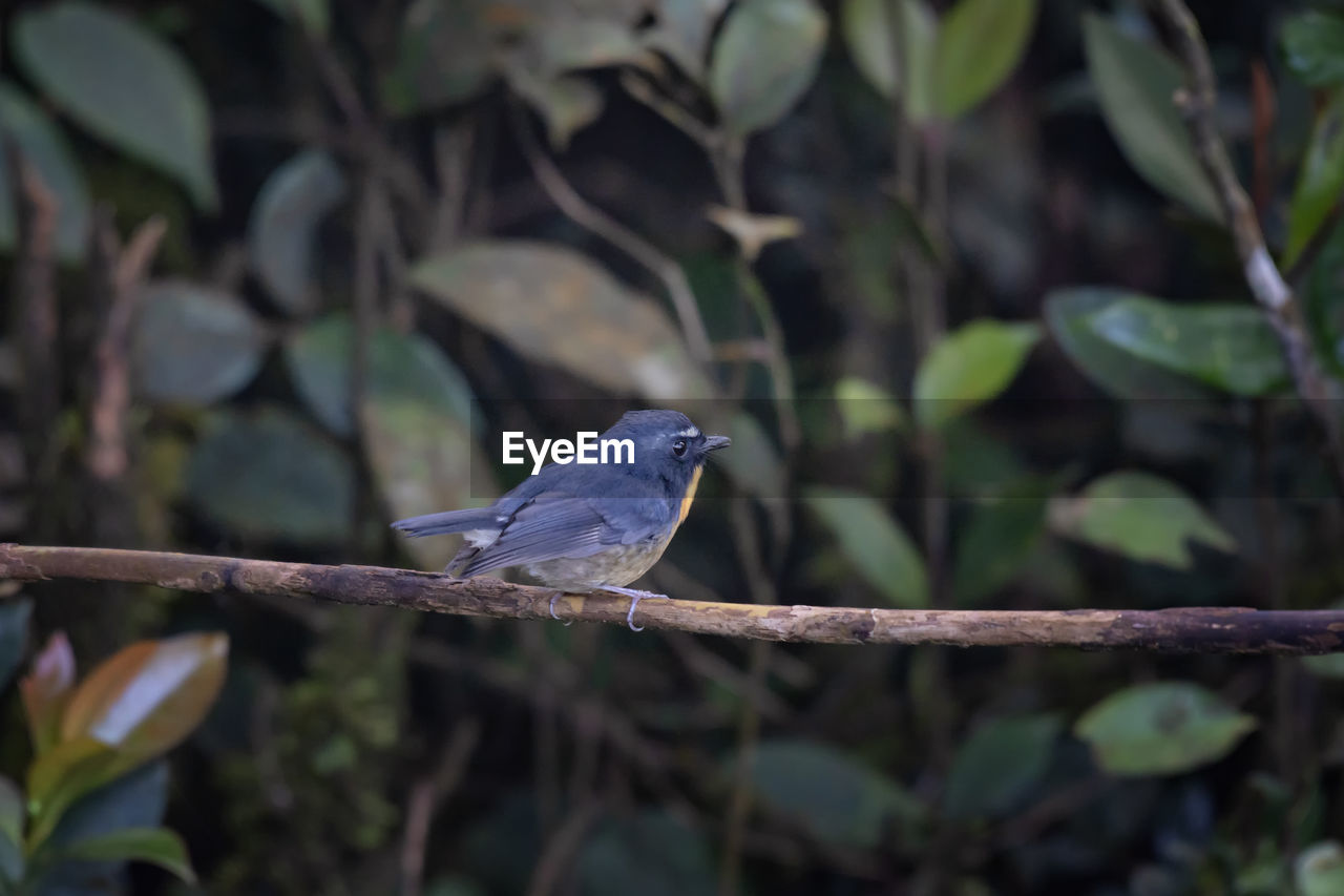 BIRD PERCHING ON A BRANCH