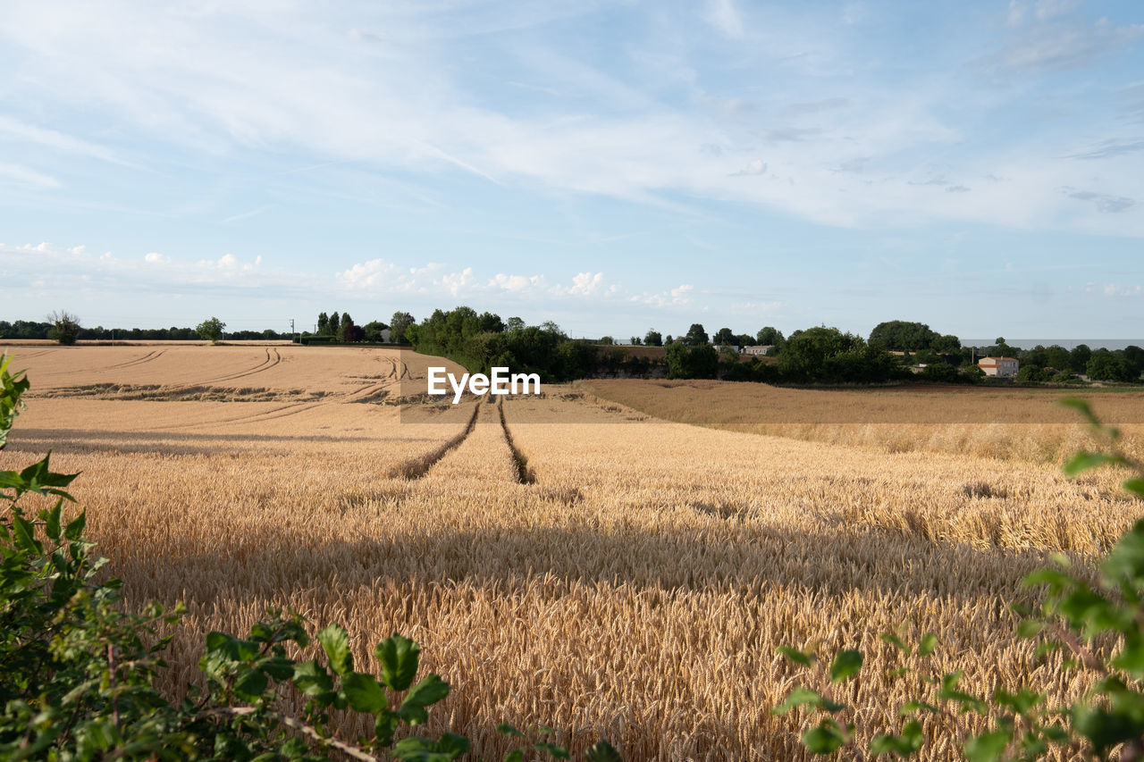 Scenic view of agricultural field against sky