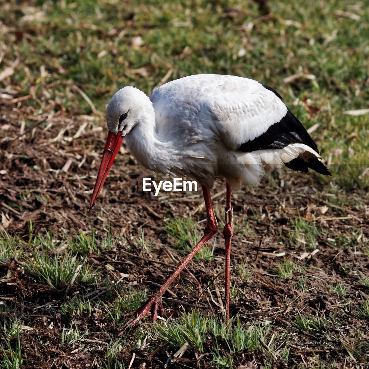 Close-up of bird in field