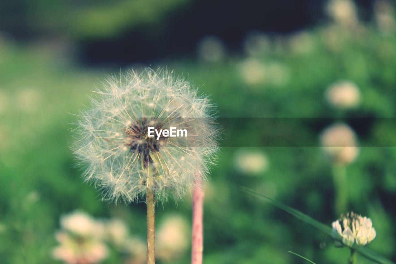 CLOSE-UP OF DANDELION FLOWER