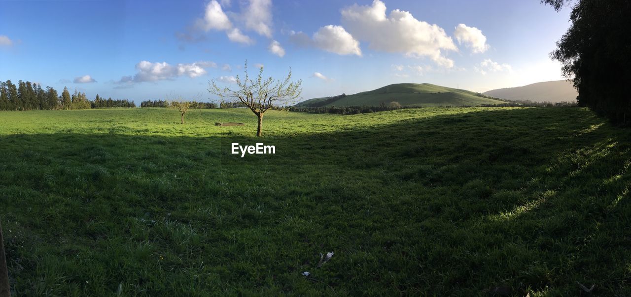 Scenic view of field against sky