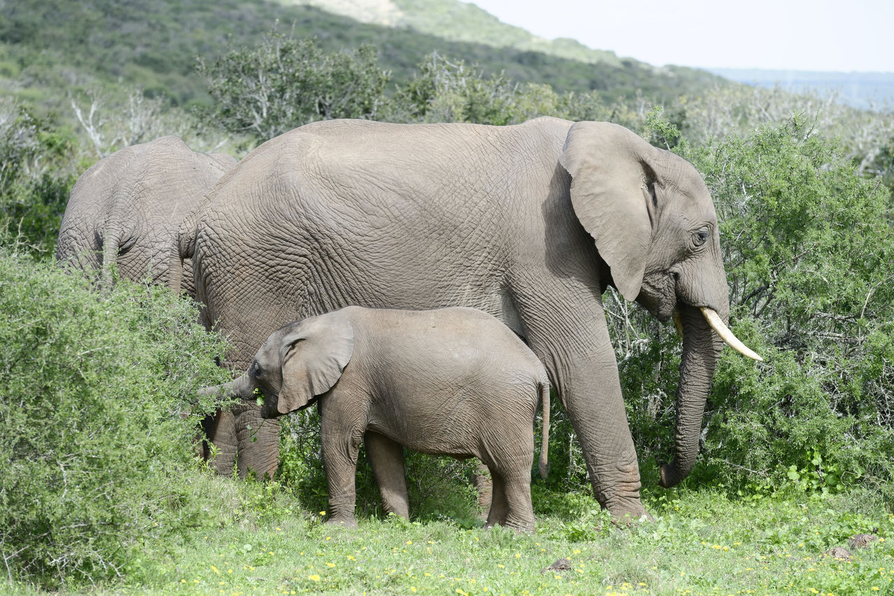 Elephants standing on grassy field