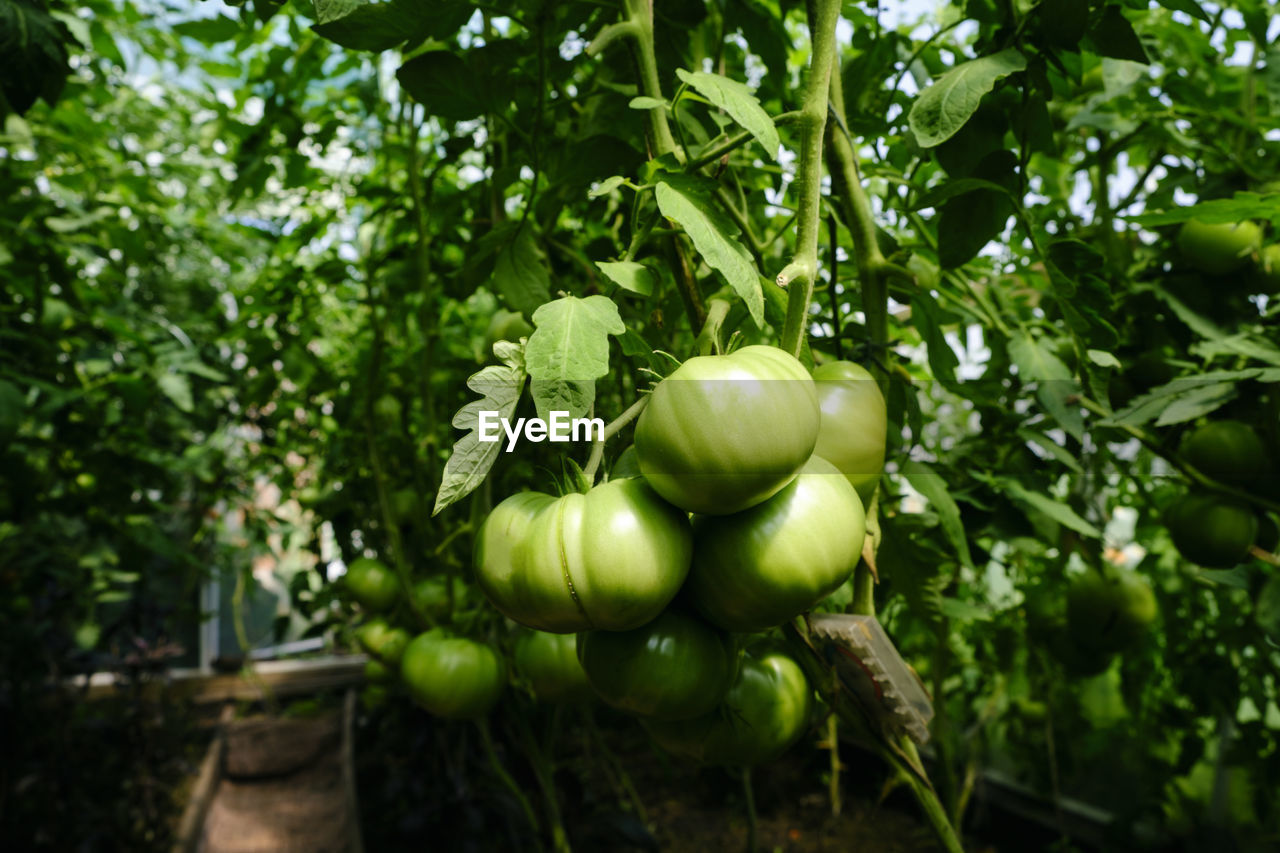 Ripening of tomato fruits among green foliage in a greenhouse on a summer day