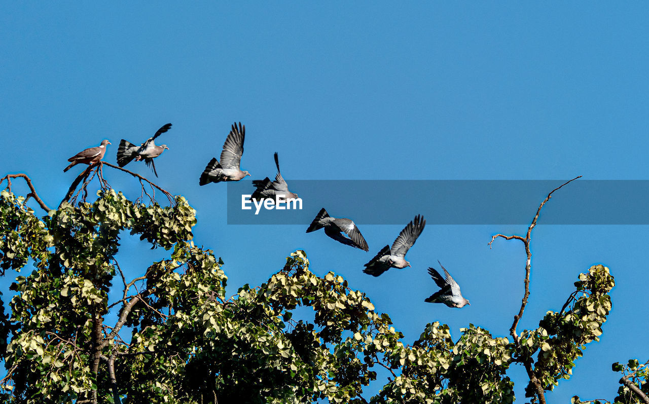 LOW ANGLE VIEW OF BIRDS FLYING IN SKY
