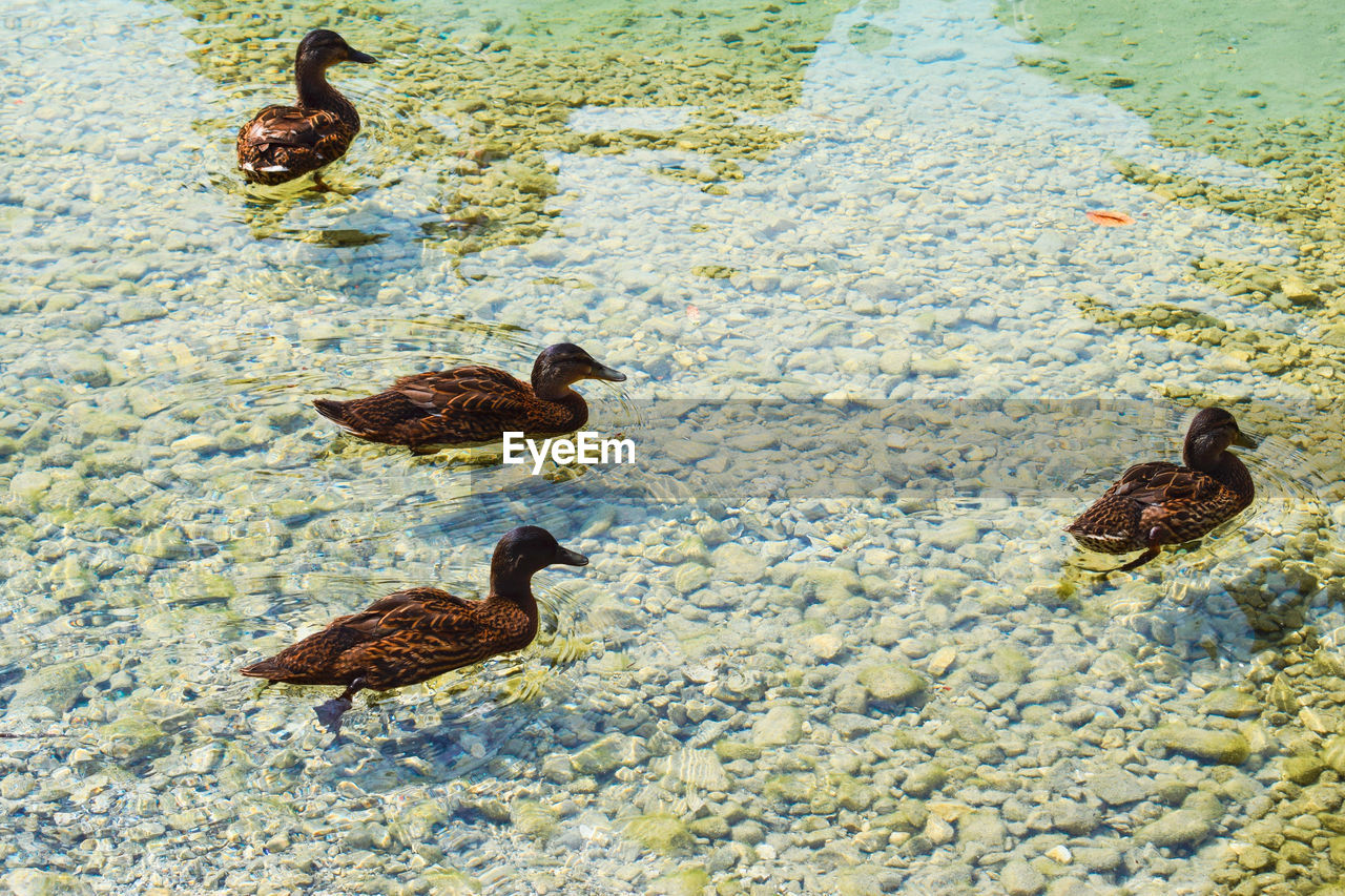 HIGH ANGLE VIEW OF MALLARD DUCK FLOATING ON LAKE