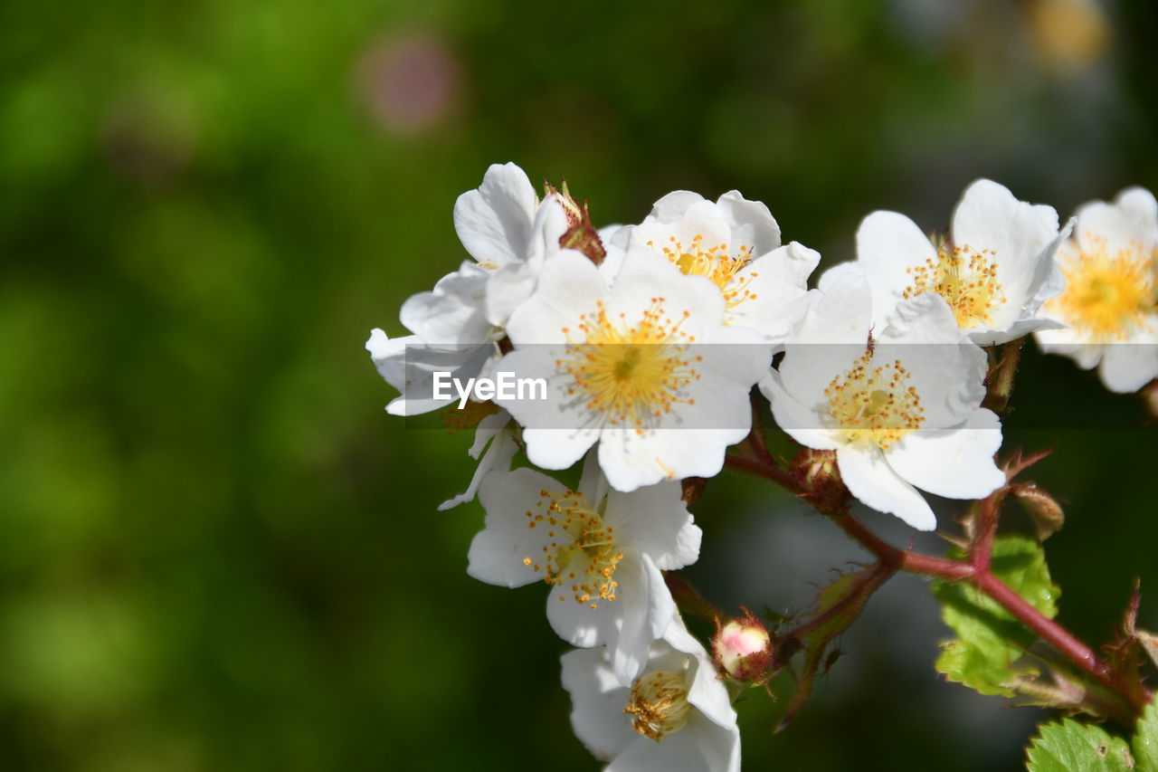 CLOSE-UP OF WHITE FLOWERS