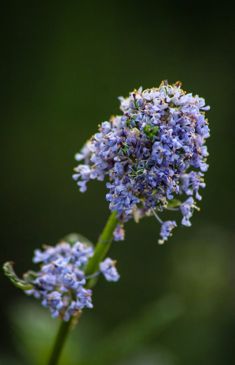 CLOSE-UP OF FLOWERS BLOOMING OUTDOORS