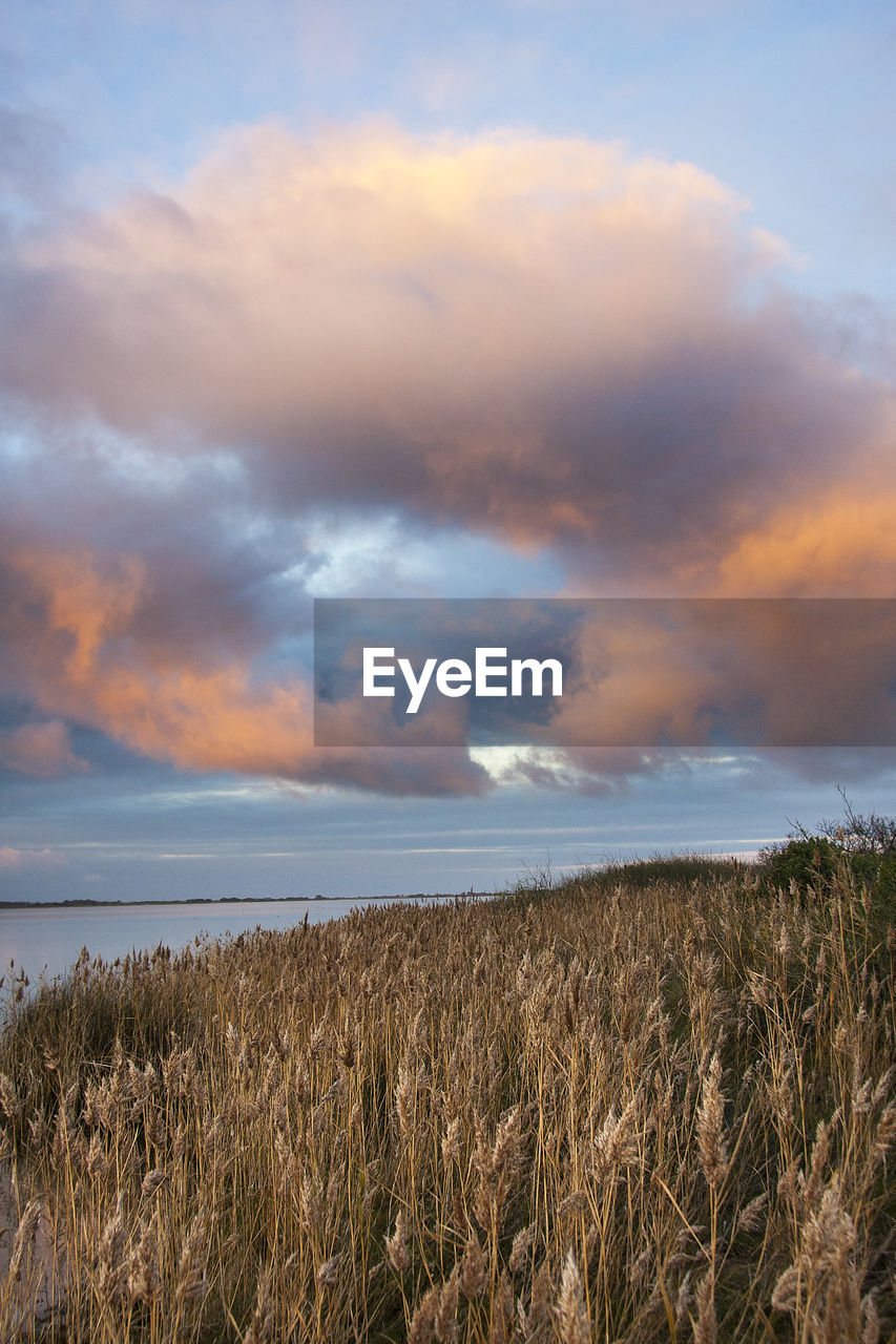 Scenic view of field against sky during sunset