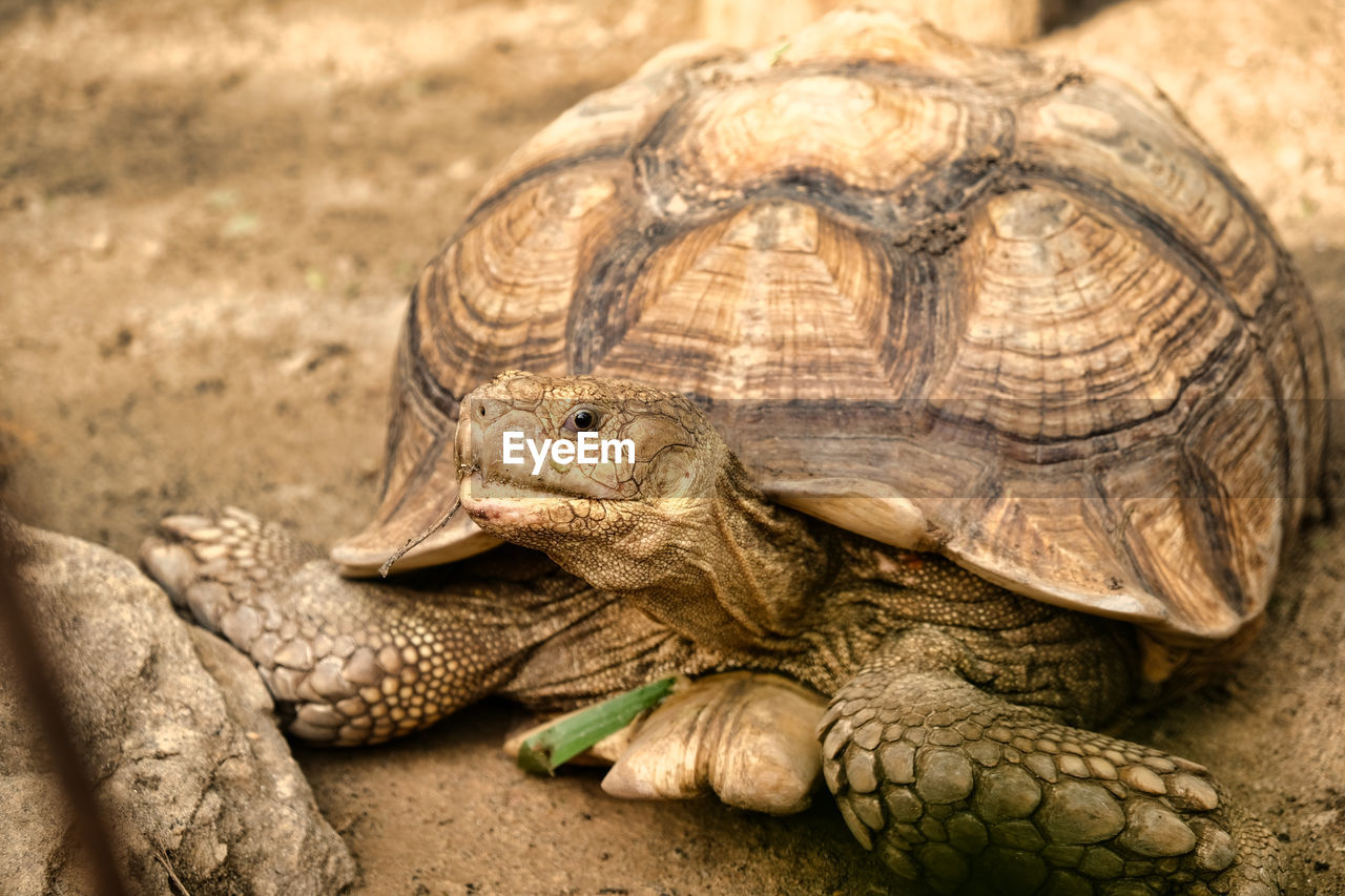 Close-up of a turtle