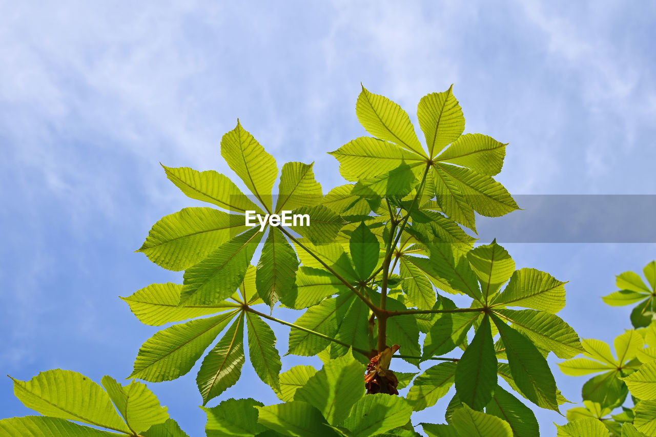 Low angle view of leaves against cloudy sky