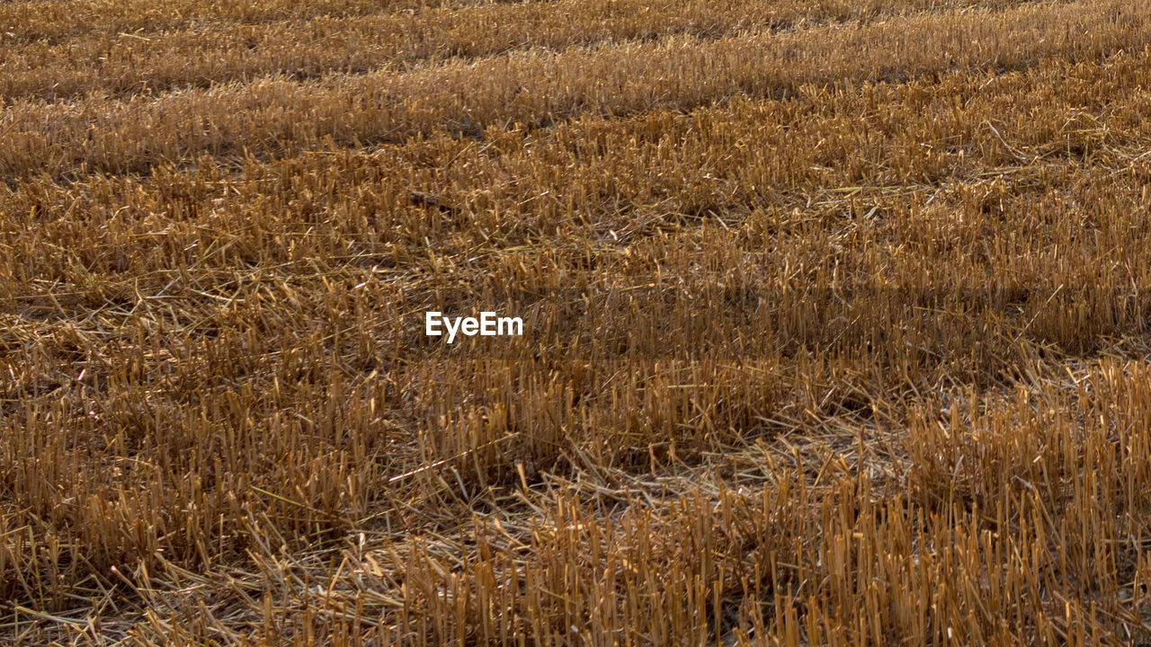 Full frame shot of crops on field