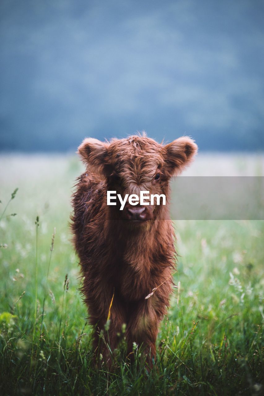 Calf standing on grassy field