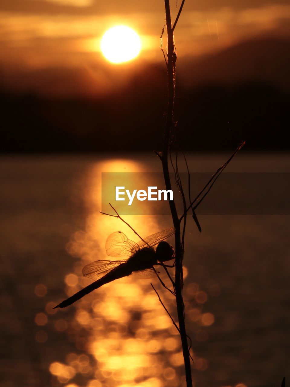 Close-up of silhouette dragonfly on plant by lake during sunset
