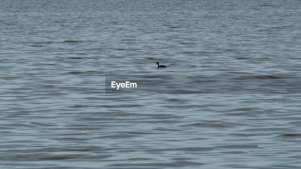 BIRD SWIMMING IN LAKE