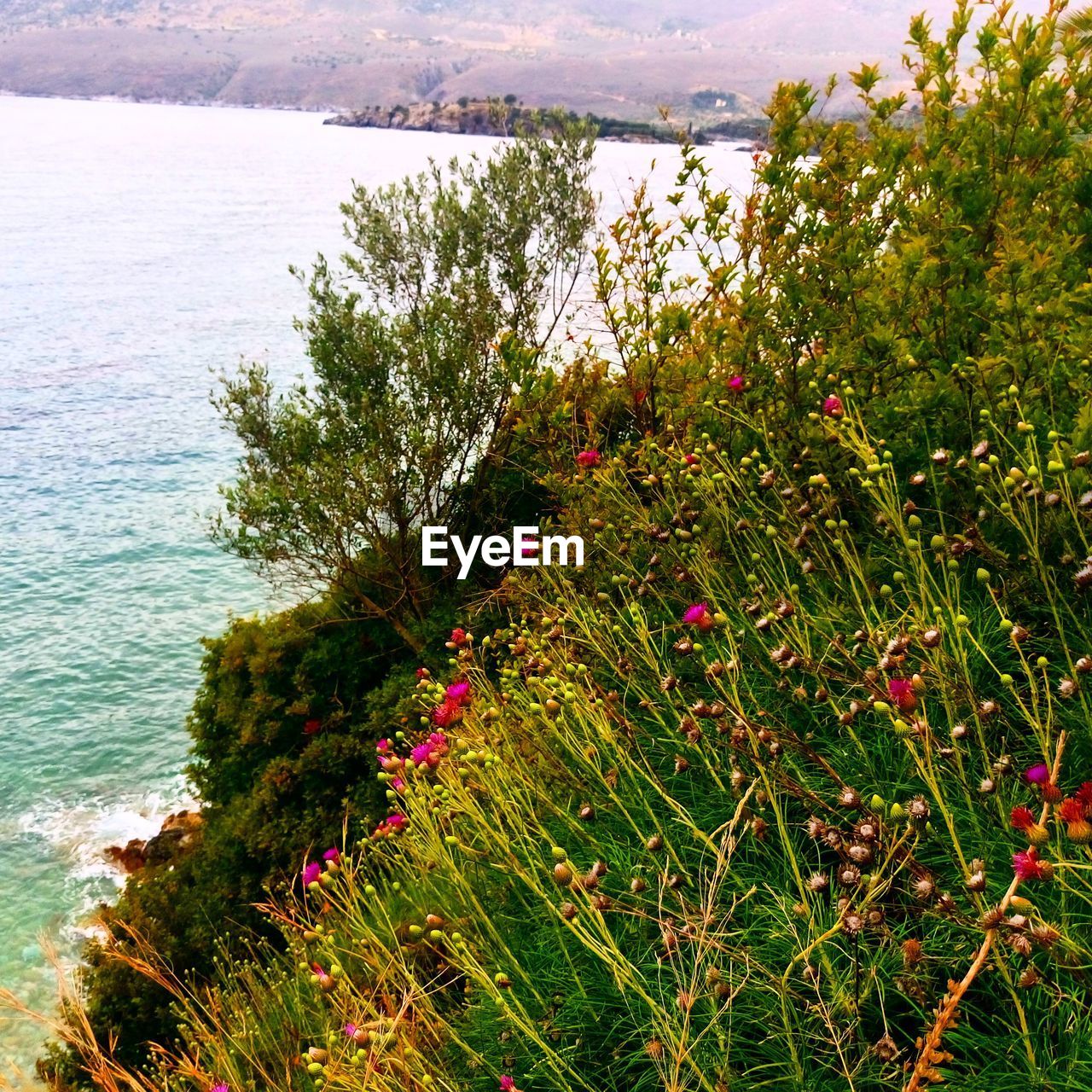 TREES GROWING IN WATER