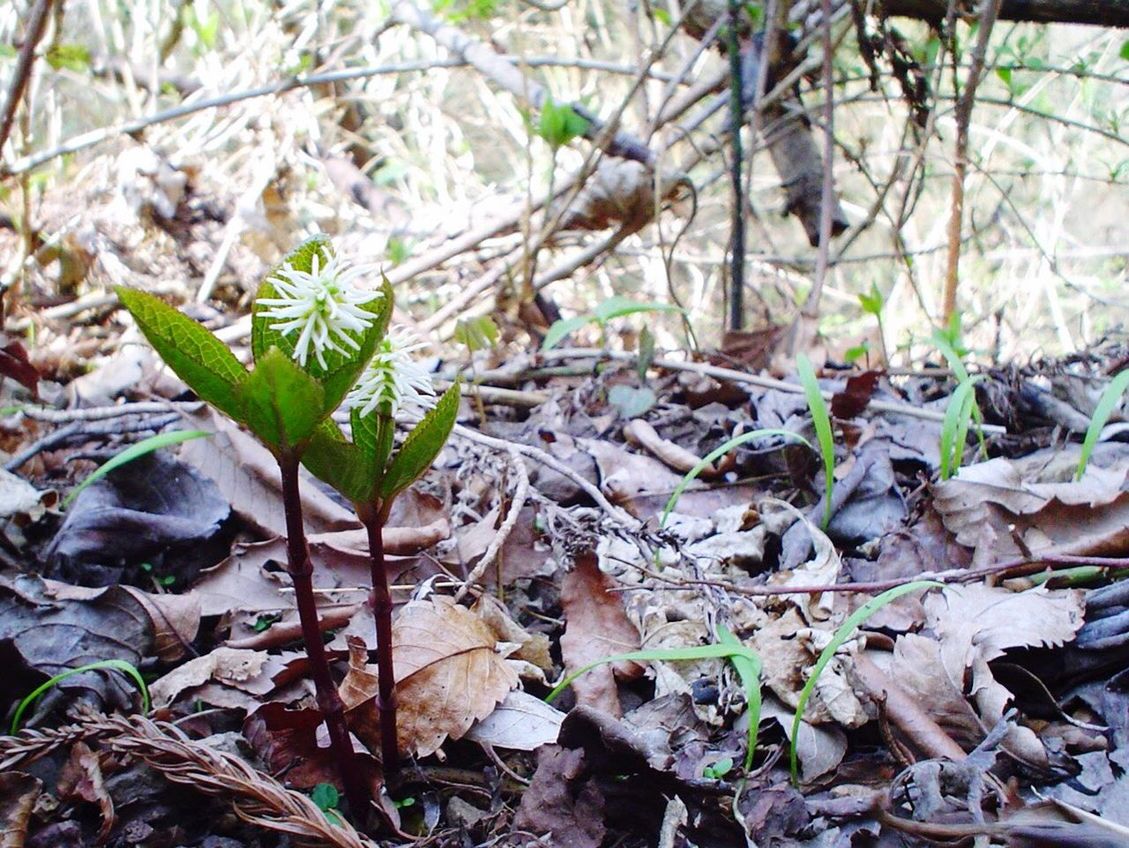 CLOSE-UP OF PLANT LEAVES