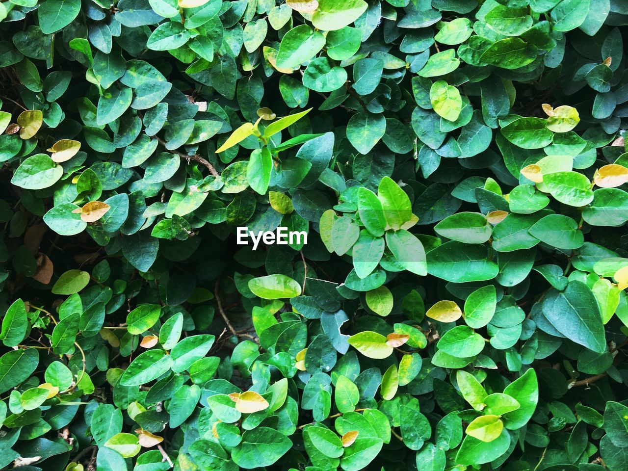 Full frame shot of plants growing on field