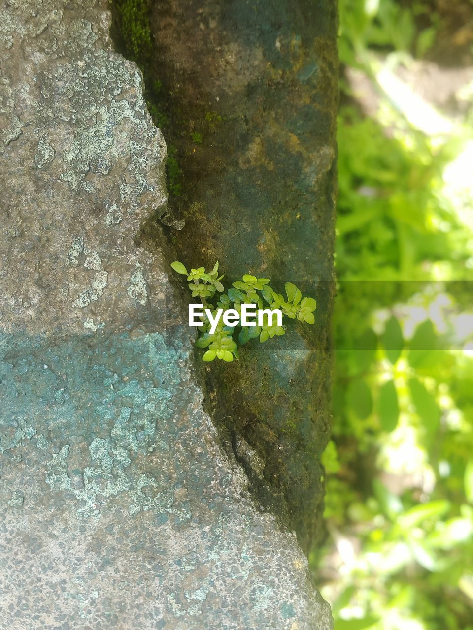 MOSS GROWING ON TREE TRUNK