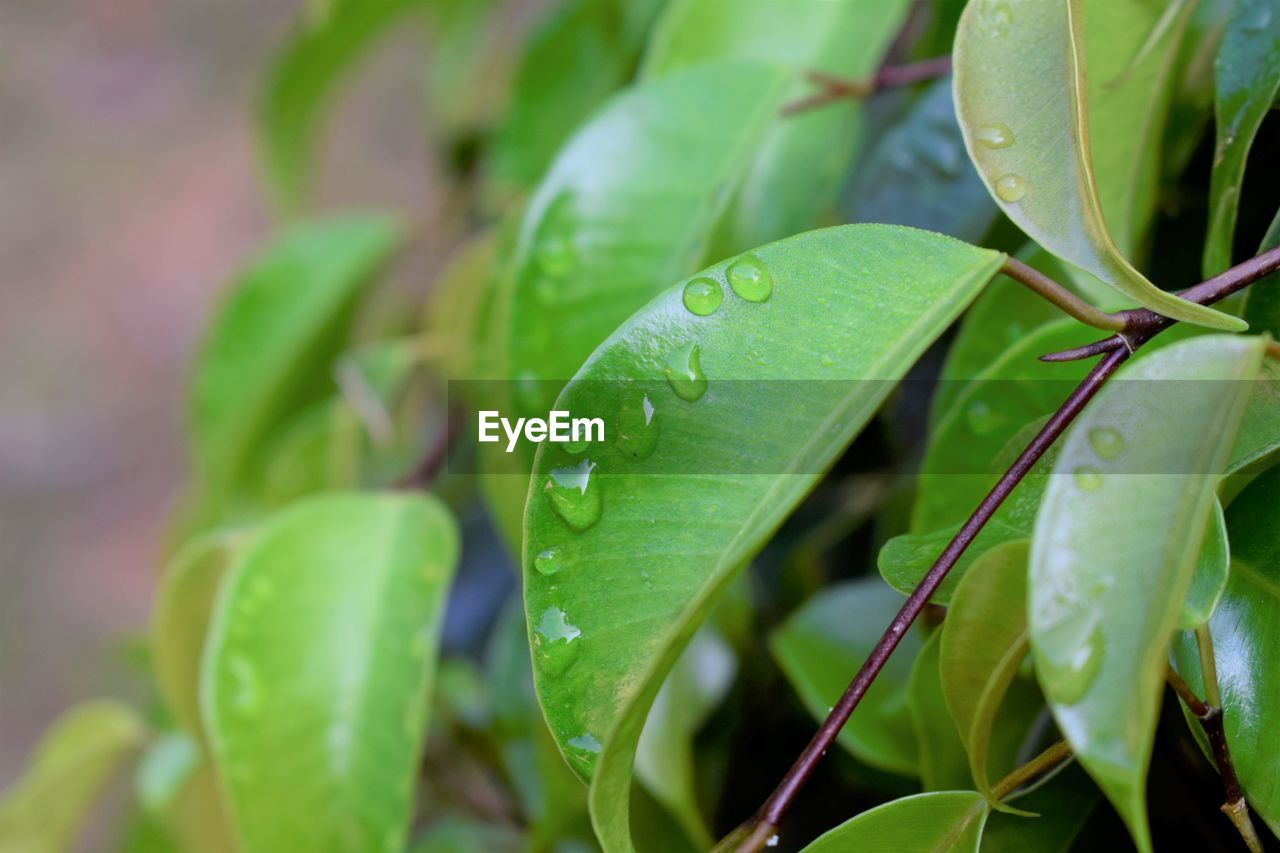 Close-up of wet plant leaves