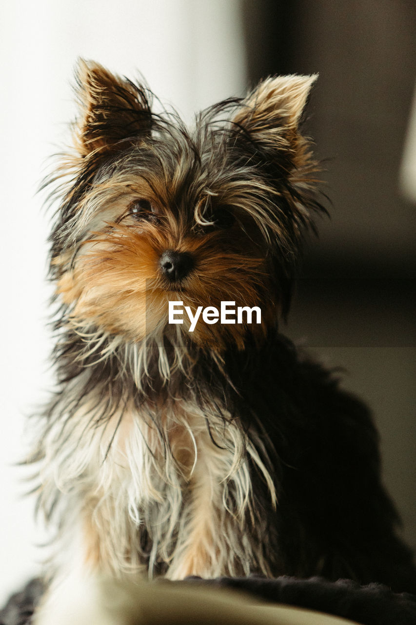 CLOSE-UP OF A DOG