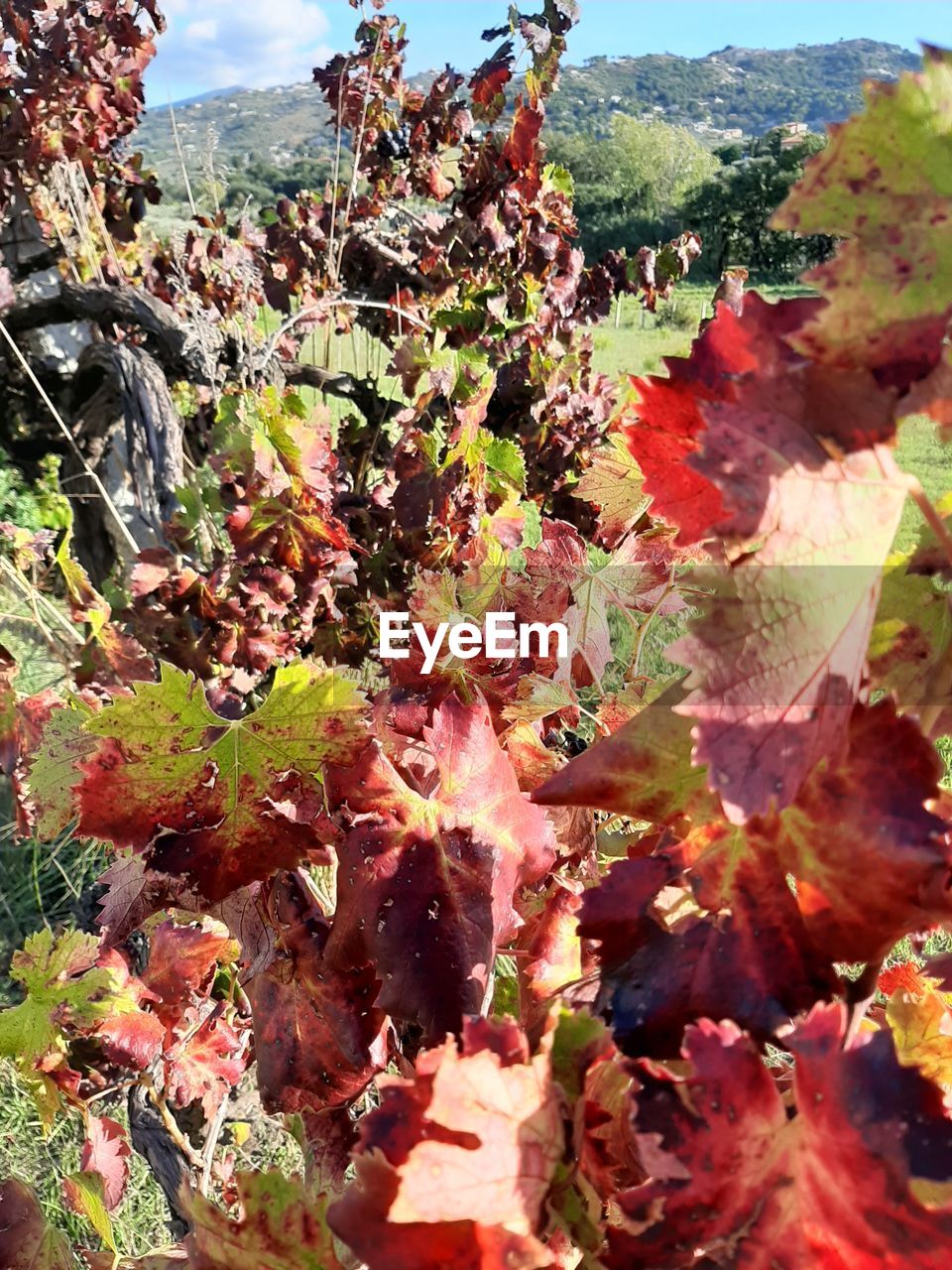 CLOSE-UP OF RED LEAVES ON PLANT