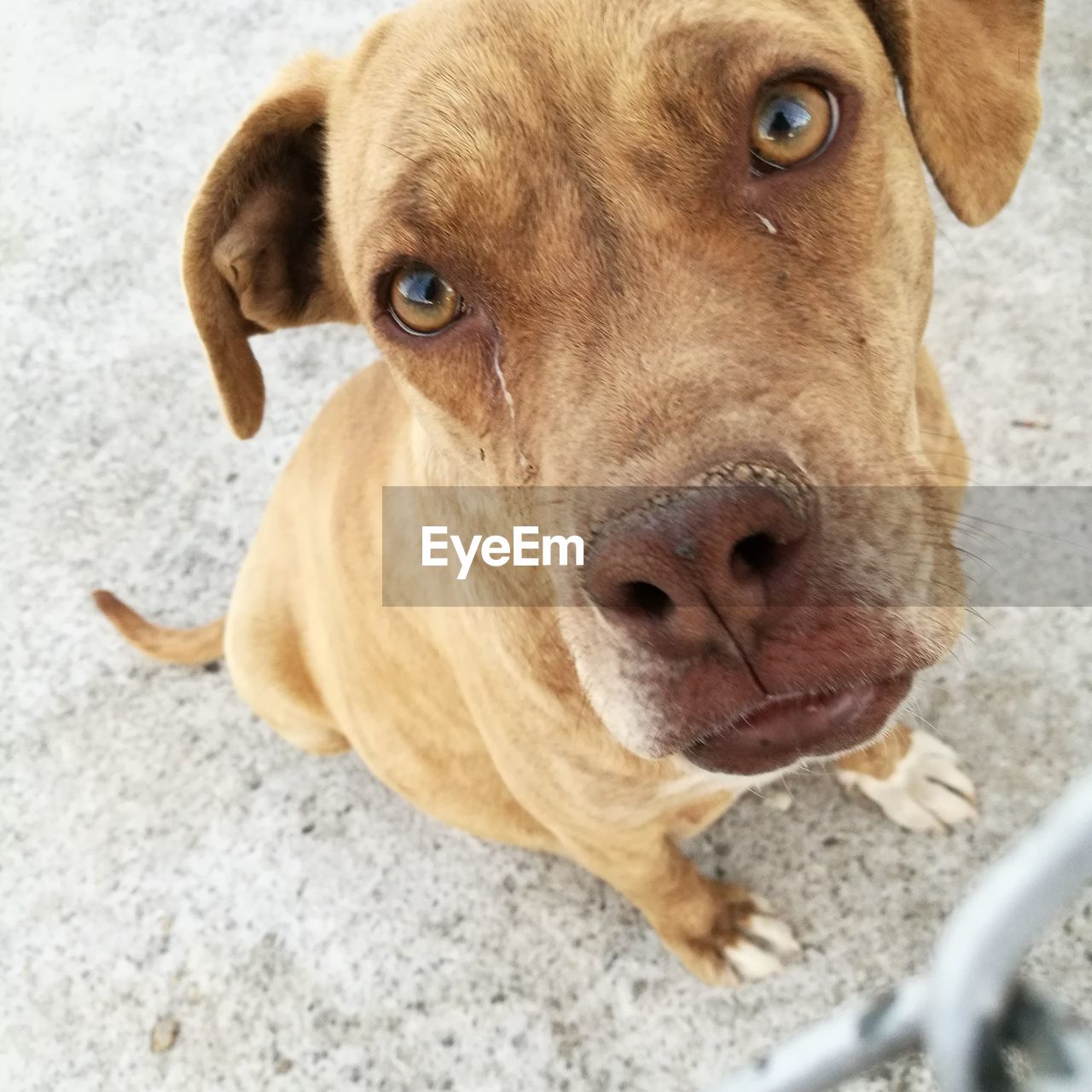 HIGH ANGLE PORTRAIT OF DOG